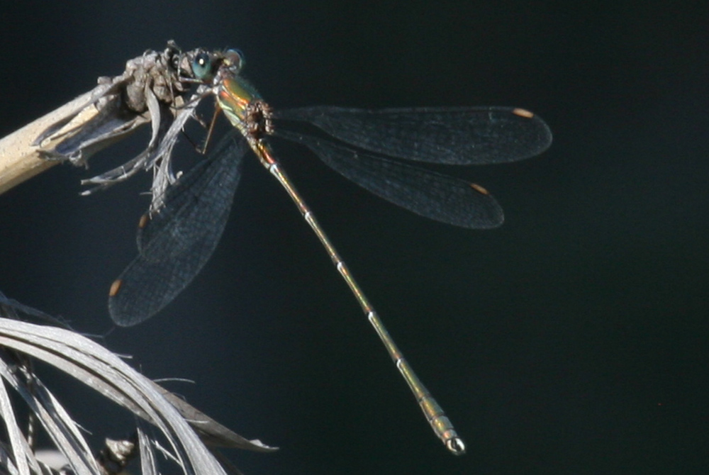 Chalcolestes viridis